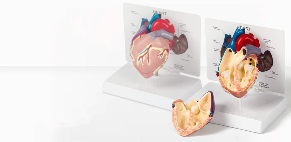 Enseñanza de la anatomia humana