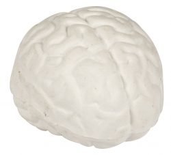 Goma cerebro