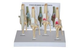Peana rodilla canina Osteoartritis (4 fases)